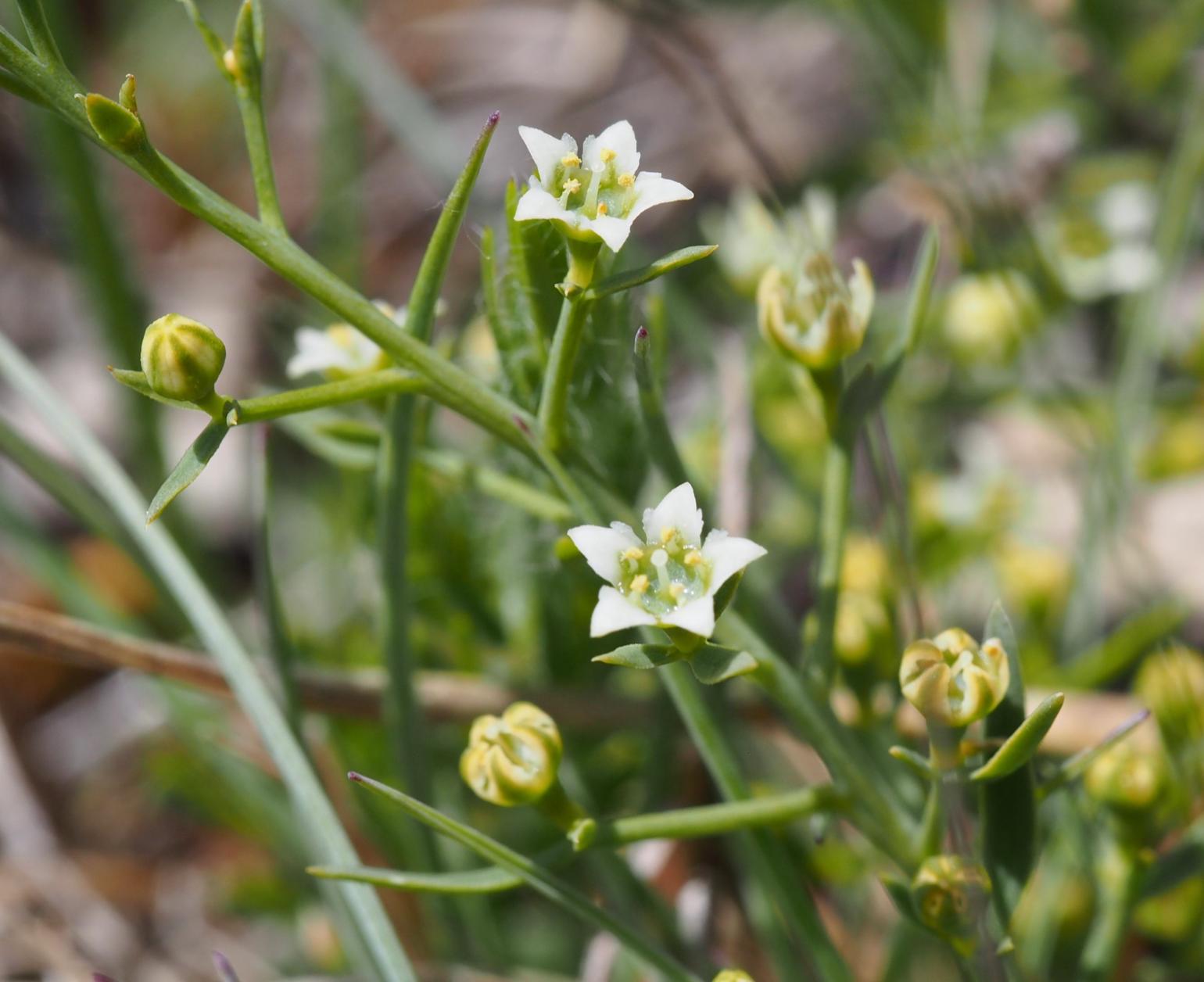 Bastard Toadflax, Branched
